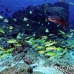 goatfish_yellowtailed_dar_h_0029_ecu0797.jpg